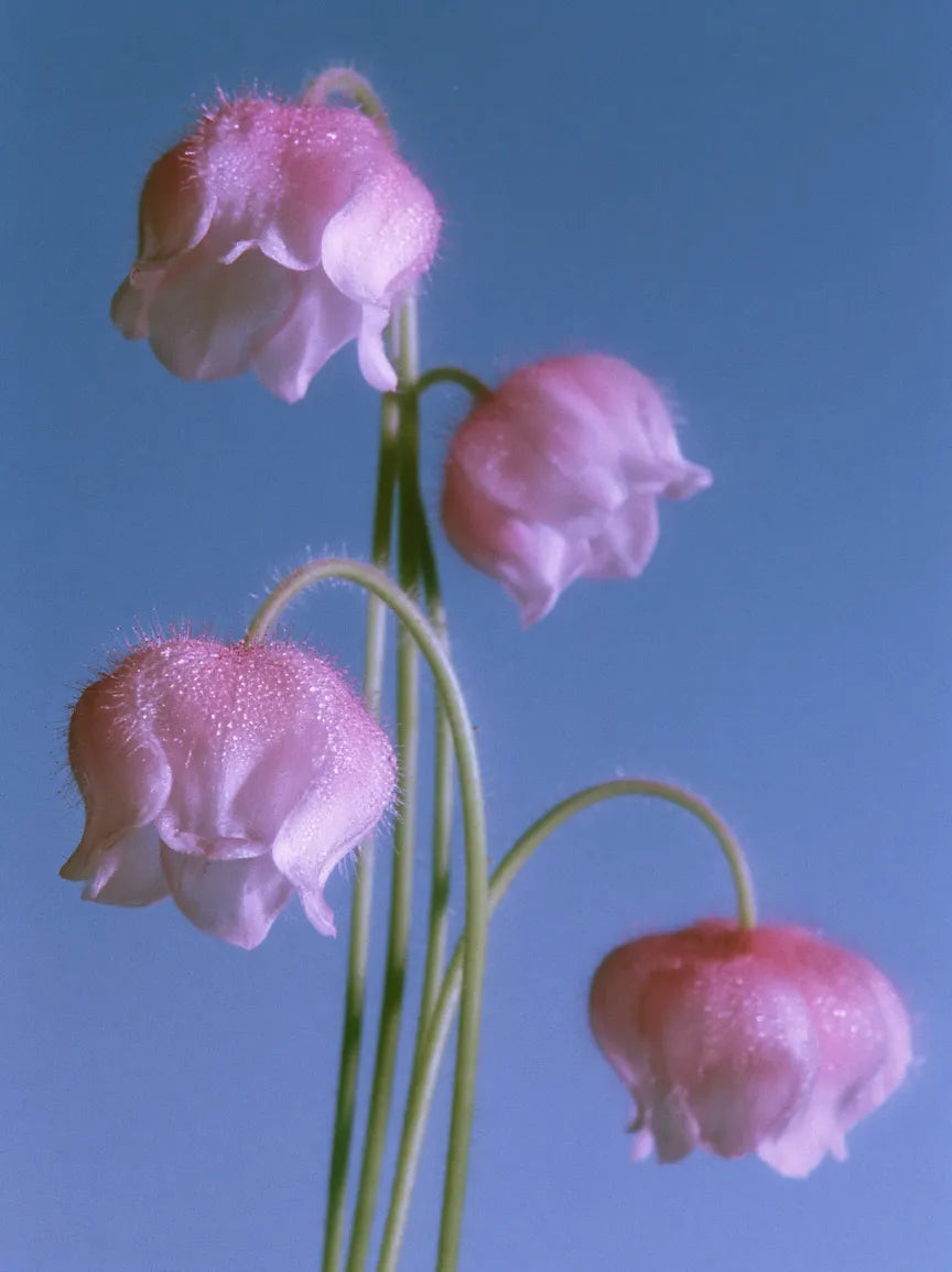 Pink bellflowers against blue