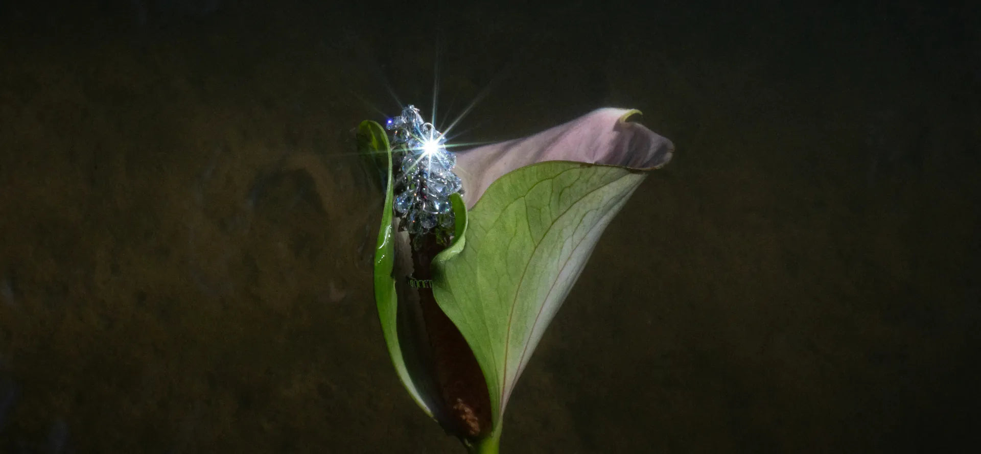 A crystal Pistil cluster on a fingertip, held against a pale calla lily in the dark.