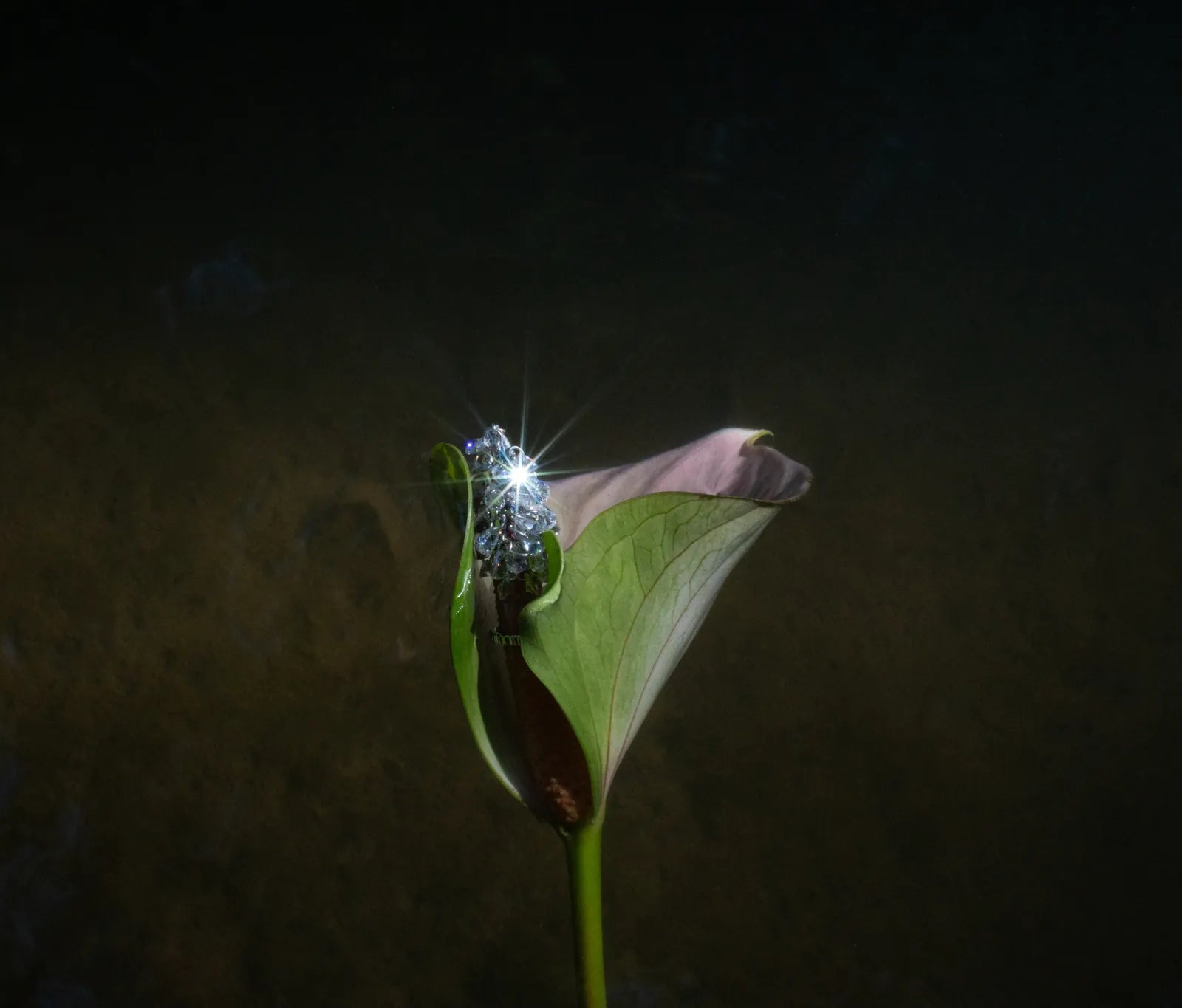 A crystal Pistil cluster held against a pale calla lily in the dark.